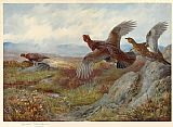 Archibald Thorburn Wall Art - Grouse Over the Moor